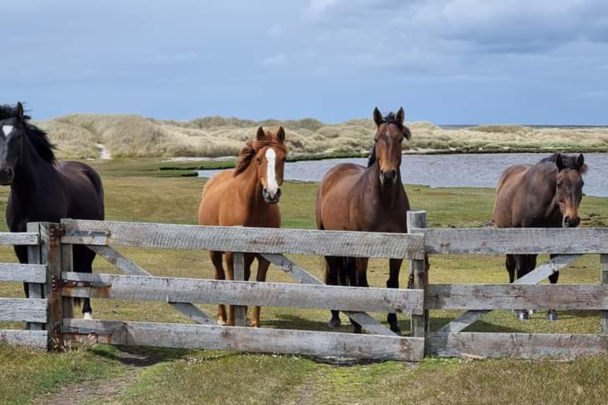 A Wildlife Paradise: Exploring the Fauna of Pebble Island